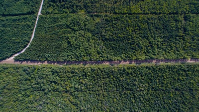 航空摄影绿树之间的道路
